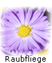 Raubfliege