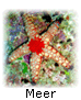 Meer