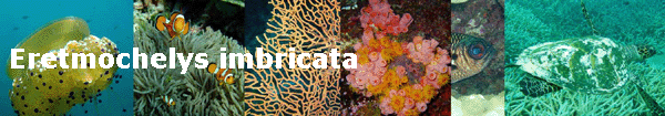 Eretmochelys imbricata