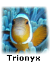 Trionyx