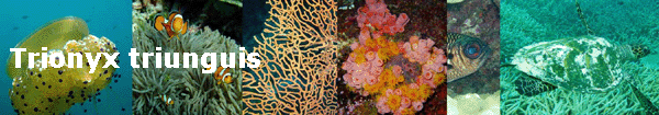 Trionyx triunguis