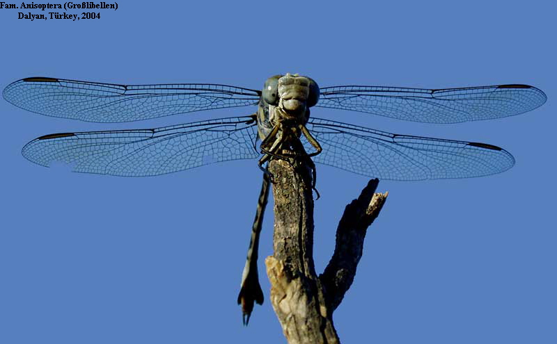 Fam. Anisoptera (Grolibellen) 
Dalyan, Trkey, 2004
